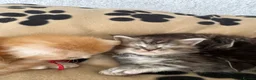 Maine Coon cats for sale: Stunning litter of 7 Maine coons!  - Advert 8