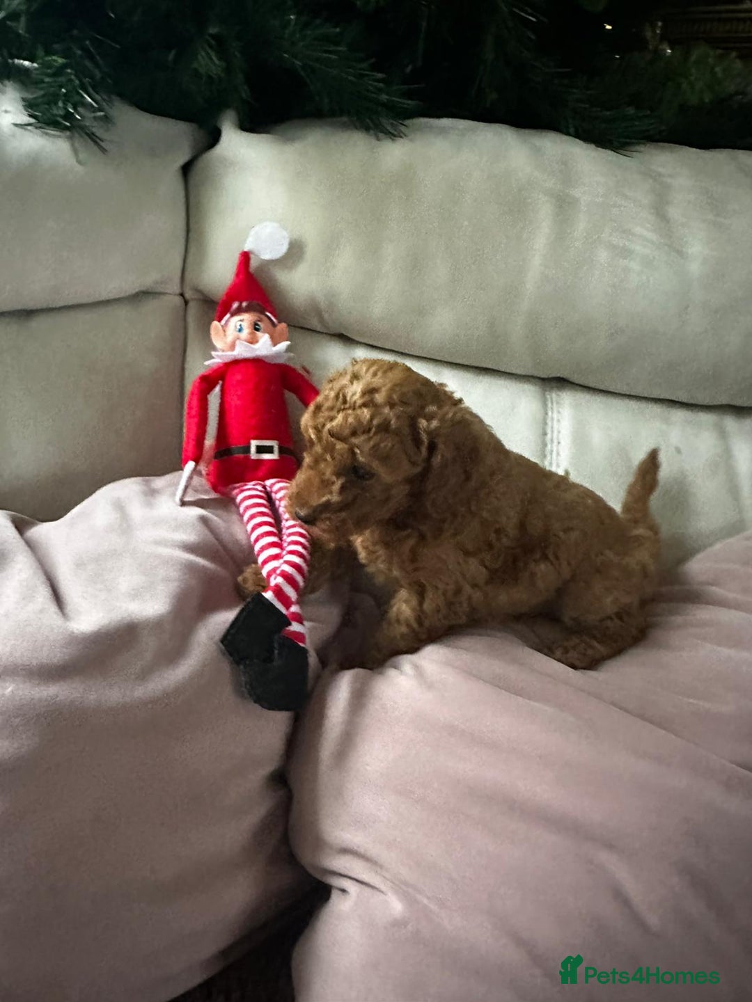 Toy Poodle dogs for sale: 💫🔥🦴F1 Toy Poodle puppies💥💤  - Image 9