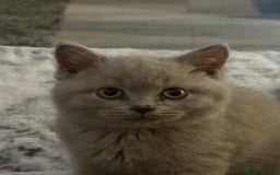 British Shorthair cats for sale: Lilac British shorthair kittens - Image 15