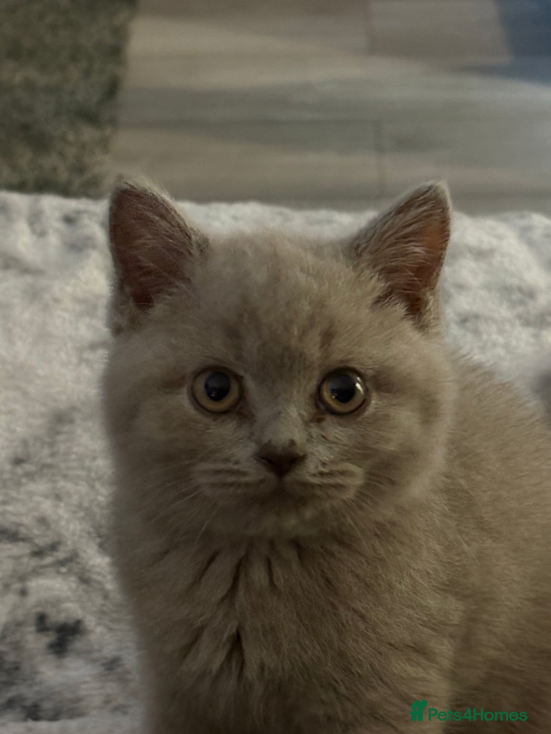 British Shorthair cats for sale: Lilac British shorthair kittens - Image 15