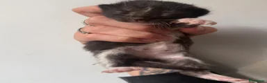 Mixed Breed 3