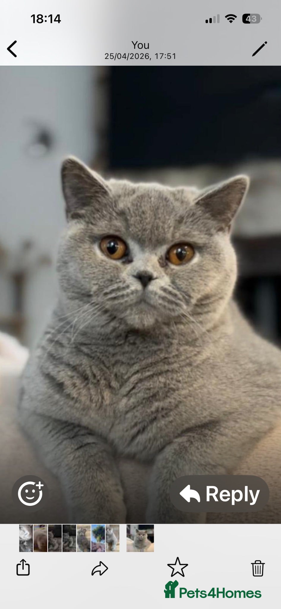 British Shorthair cats Beautiful British Blue  - Advert 2