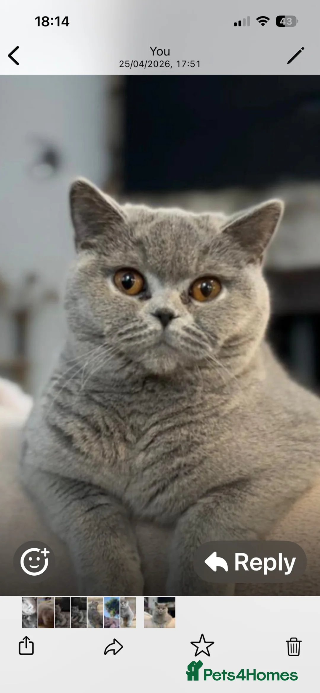 British Shorthair cats for sale: Beautiful British Blue  - Advert 1