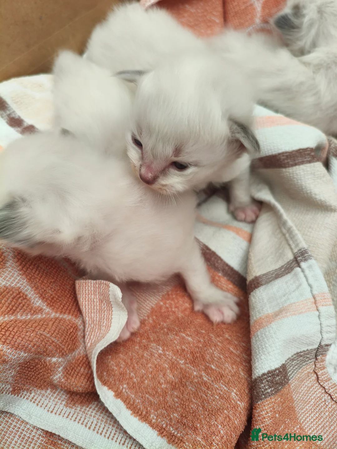 Ragdoll cats for sale: 3 Ragdoll Kittens for sale  - Advert 9