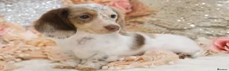 Miniature Dachshund dogs for sale: KC Longhair Miniature Dachshund Puppies - Advert 16