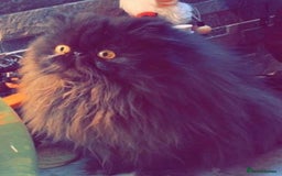 Napoleon cats for sale: Breeding Rights Napoleon Minuet Persian Munchkins  - Image 20