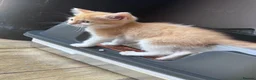 Bengal cats for sale: Last kitten ginger and white left - Advert 4