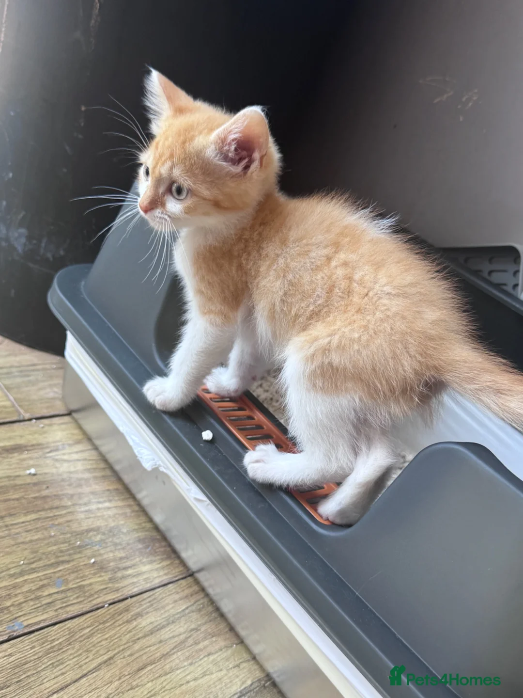 Bengal cats for sale: Last kitten ginger and white left - Advert 4
