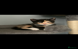 Mixed Breed cats for sale: 2 female & 1 male for rehoming  - Image 2