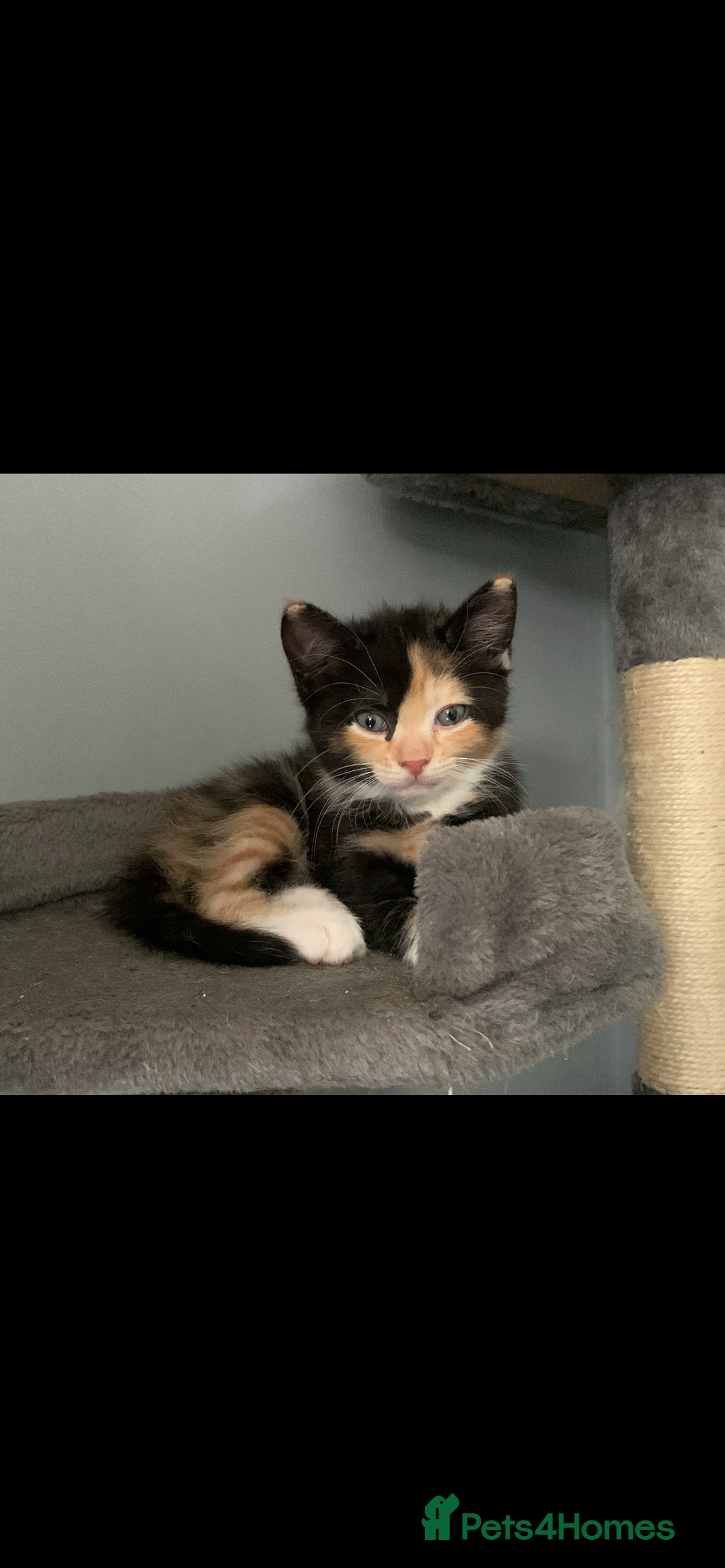 Mixed Breed cats for sale: 2 female & 1 male for rehoming  - Image 2