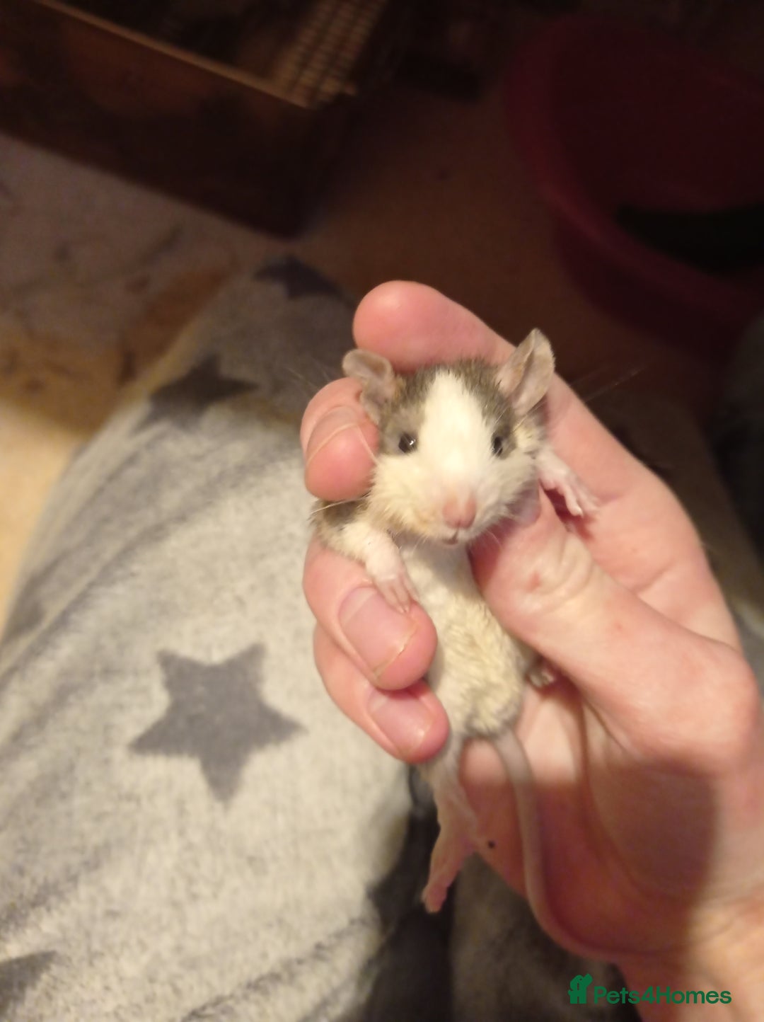 Rat rodents for sale: Lovely tame rats for sale red eyed, normal, albino - Advert 9