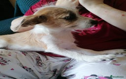 Mixed Breed dogs for sale: Boy puppies  - Image 6