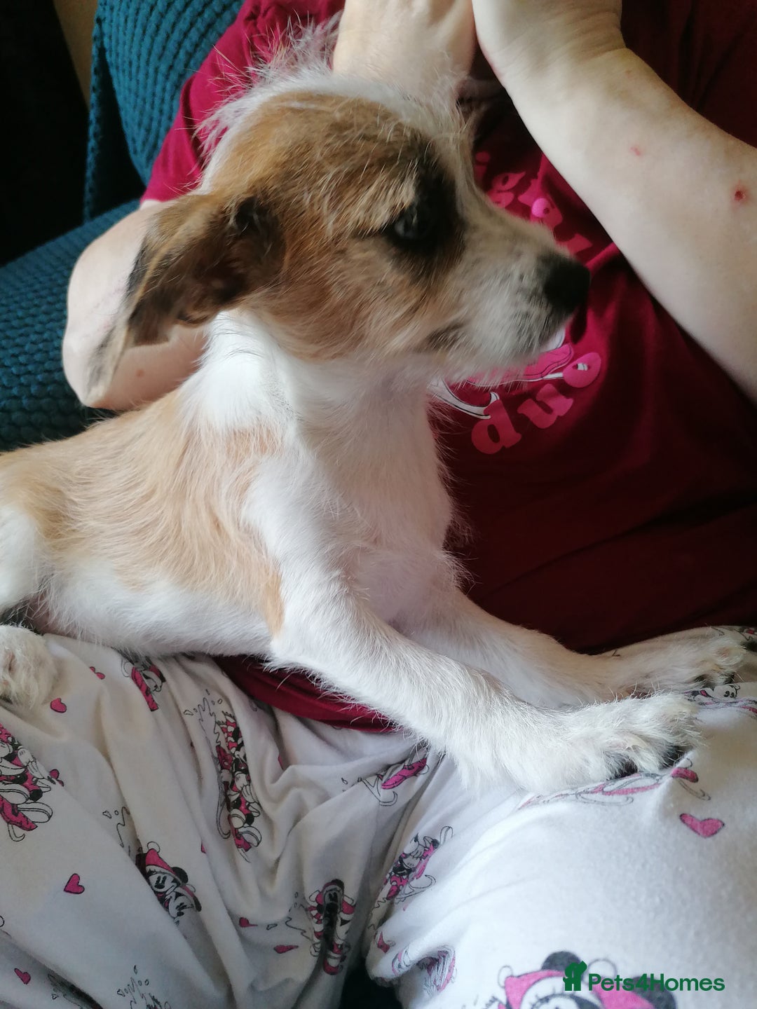 Mixed Breed dogs for sale: Boy puppies  - Image 6
