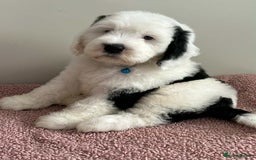 Sheepadoodle dogs for sale: unique sheepadoodles due - Image 4