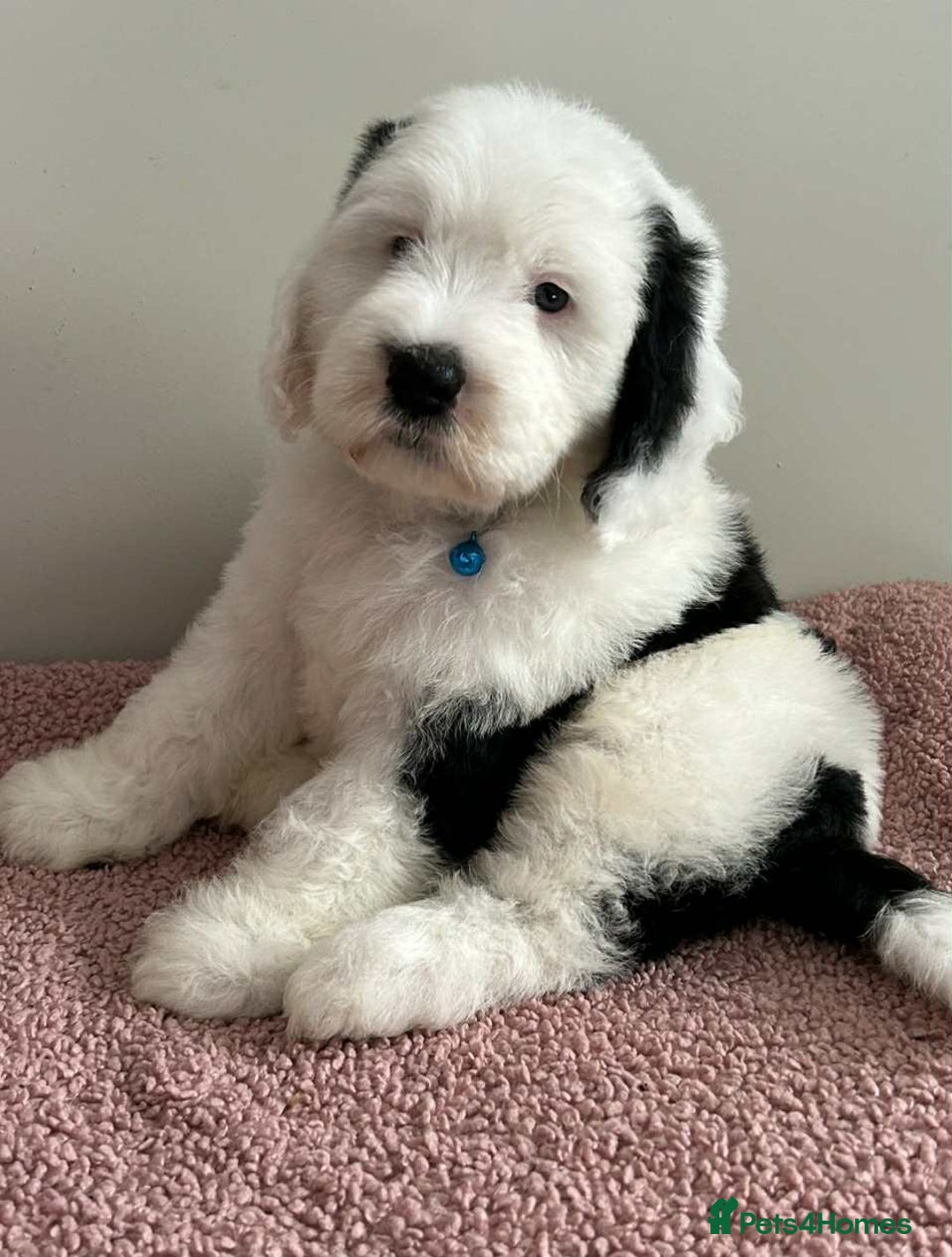 Sheepadoodle dogs for sale: unique sheepadoodles due - Image 4
