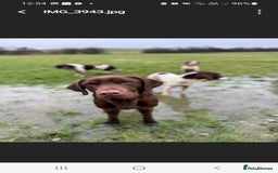 Labrador Retriever dogs for sale: Bundle of Chocolate Joy- Labrador Retrive Puppies - Image 31