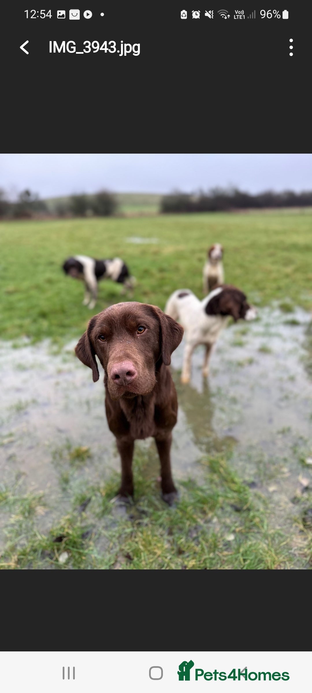 Labrador Retriever dogs for sale: Bundle of Chocolate Joy- Labrador Retrive Puppies - Image 31