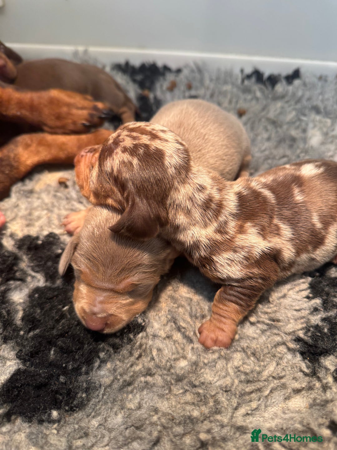 Miniature Dachshund dogs for sale: 5⭐️ Licensed. PRA clear kc registered  - Advert 5