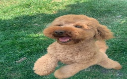 Cavapoo dogs for stud: KC Health Tested - Mini Poodle STUD in Bacup - Image 1