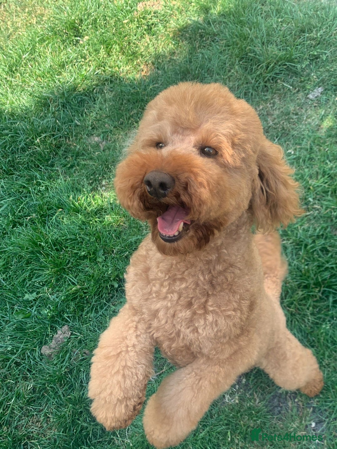 Cavapoo dogs for stud: KC Health Tested - Mini Poodle STUD in Bacup - Image 1