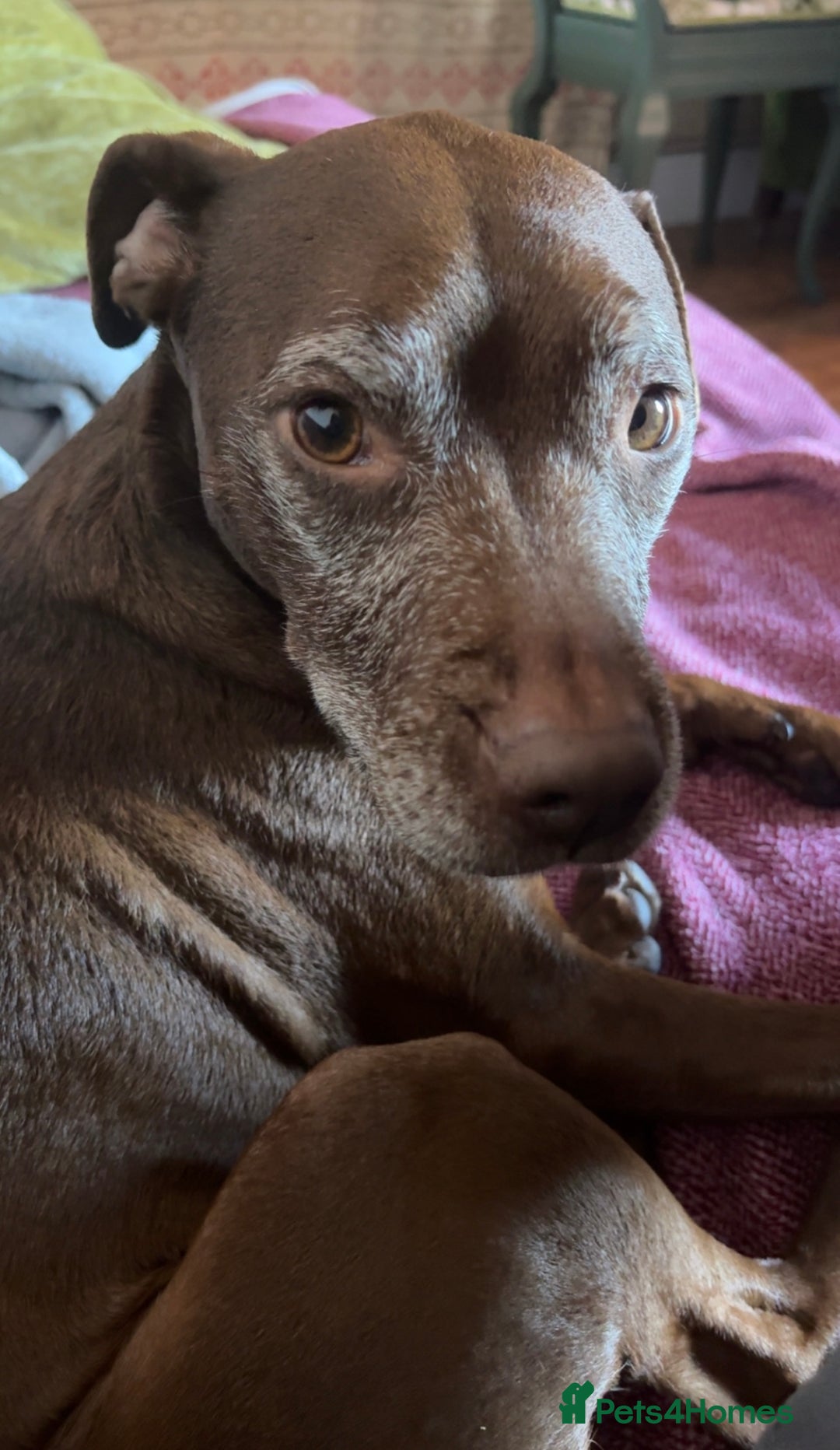 Patterdale Terrier dogs for sale: Female Patterdale Terrier Terri - Image 4