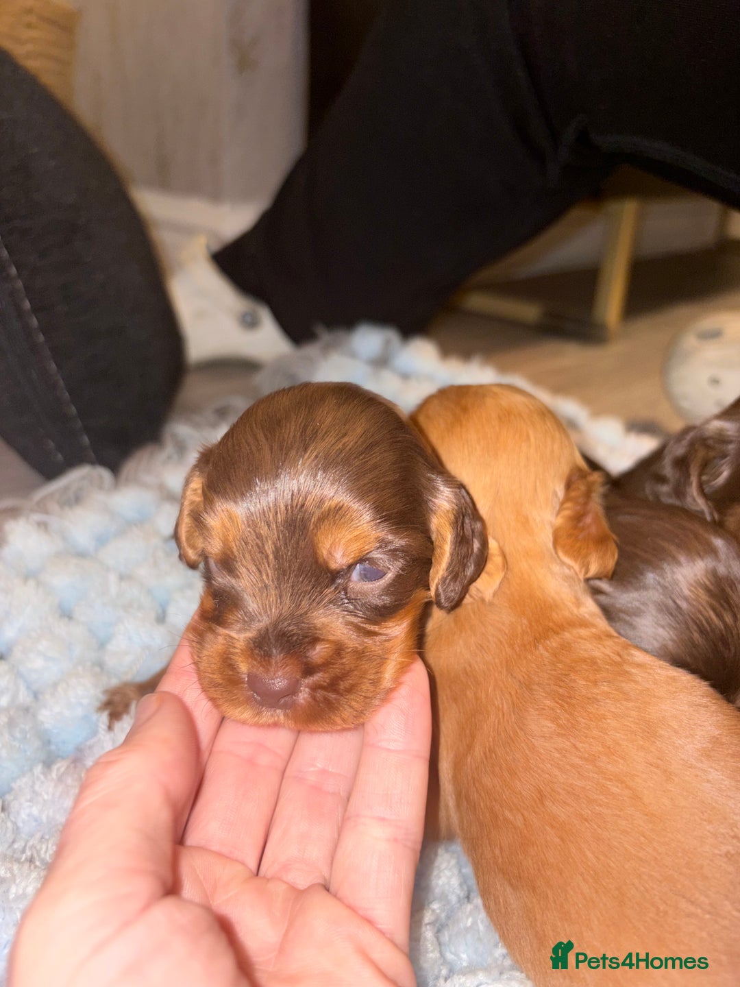 Cocker Spaniel dogs for sale: Cocker spaniel puppies  - Advert 7