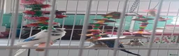 Budgerigars birds for sale: Two budgies - Advert 2