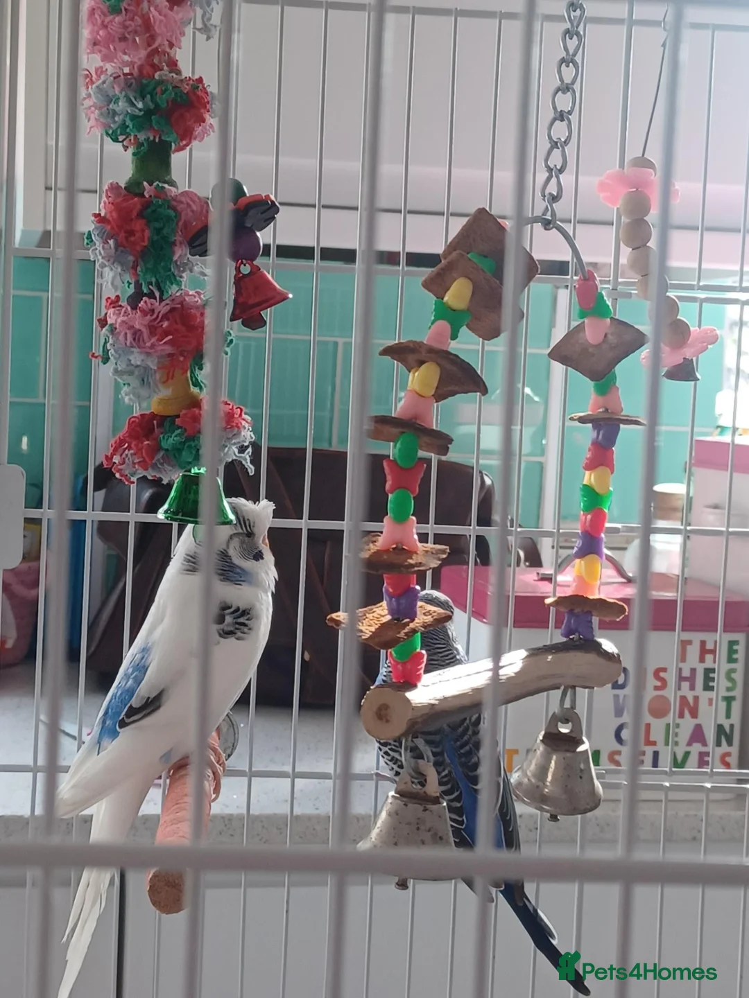 Budgerigars birds for sale: Two budgies - Advert 2