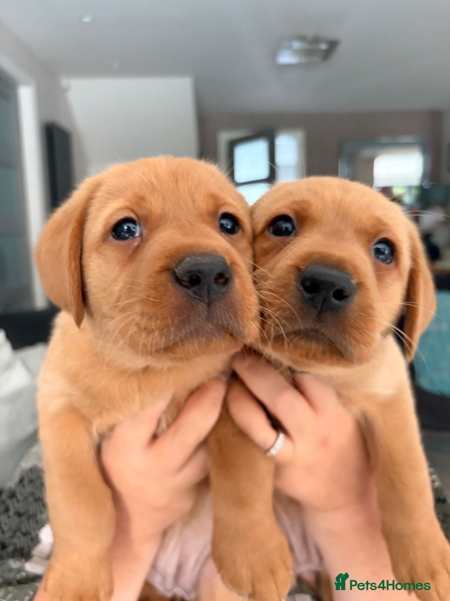 Labrador Retriever dogs ONLY 2 LEFT KC Registered Fox Red Labrador Puppies - Advert 17