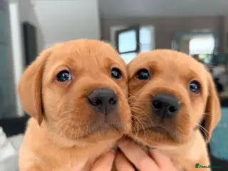 Labrador Retriever dogs ONLY 2 LEFT KC Registered Fox Red Labrador Puppies - Advert 17