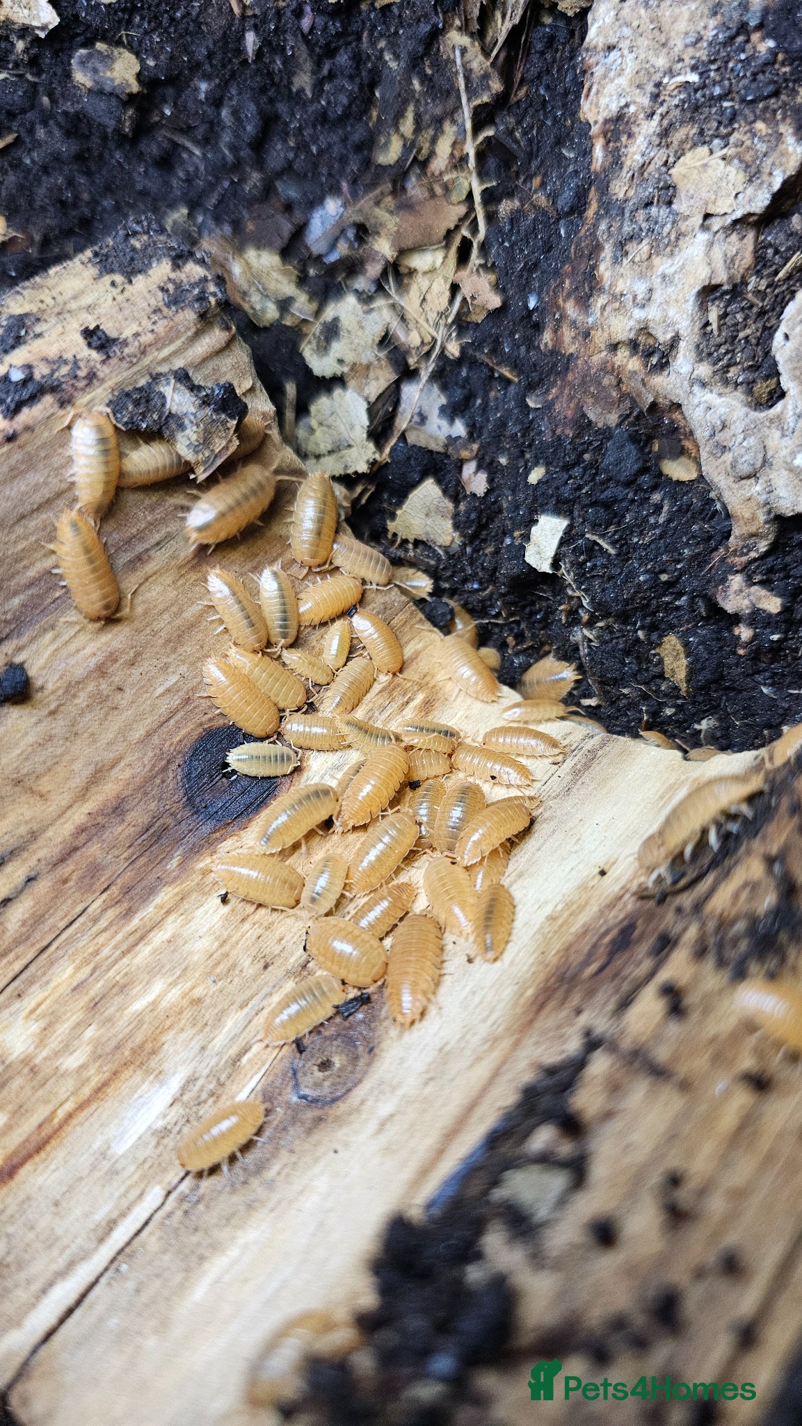 Isopods invertebrates Orange isopods/woodlice/clean up crew - Advert 2