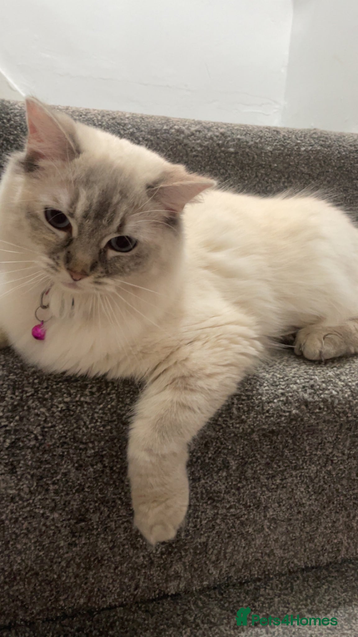 Ragdoll cats Sweet Ragdoll Kitten💗 - Advert 1