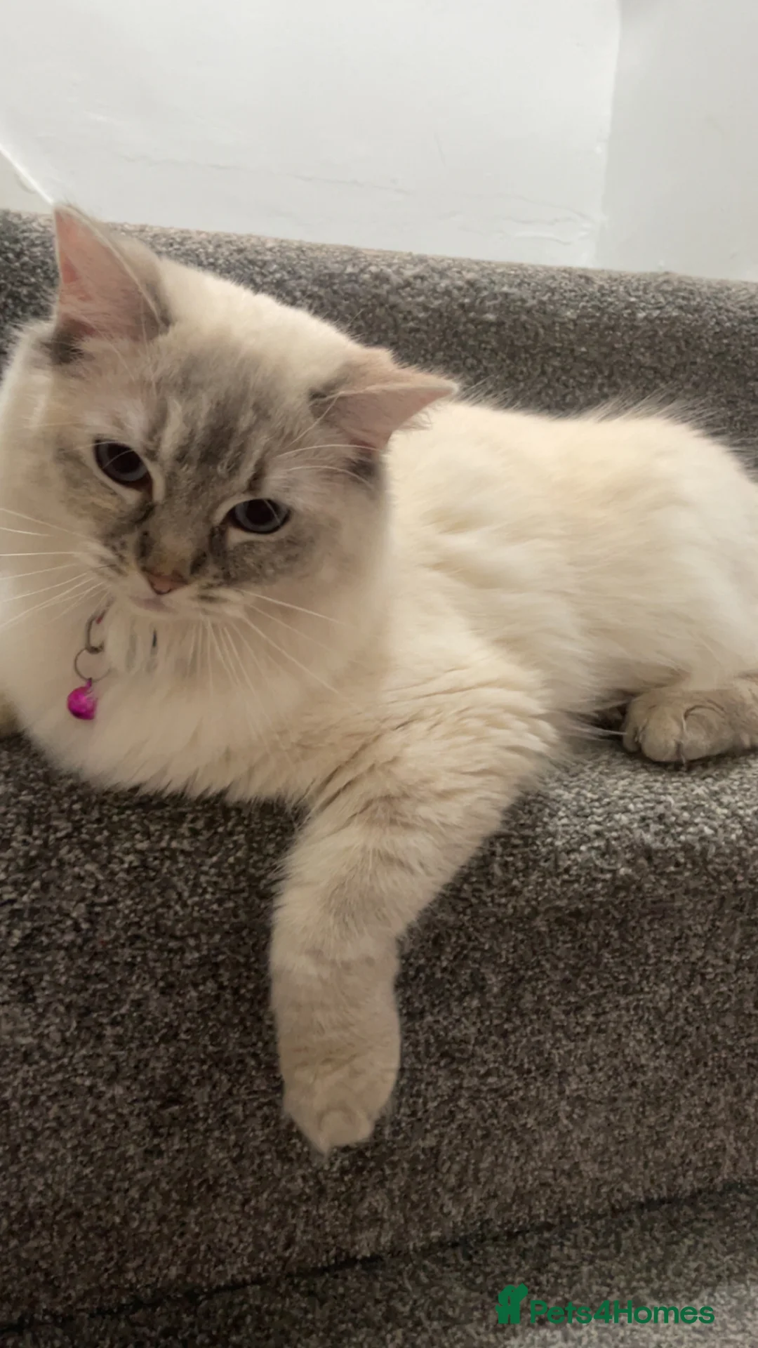 Ragdoll cats for sale: Sweet Ragdoll Kitten💗 - Advert 1