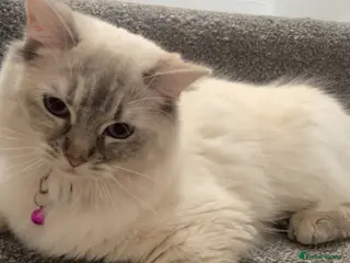 Ragdoll cats Sweet Ragdoll Kitten💗 - Advert 3