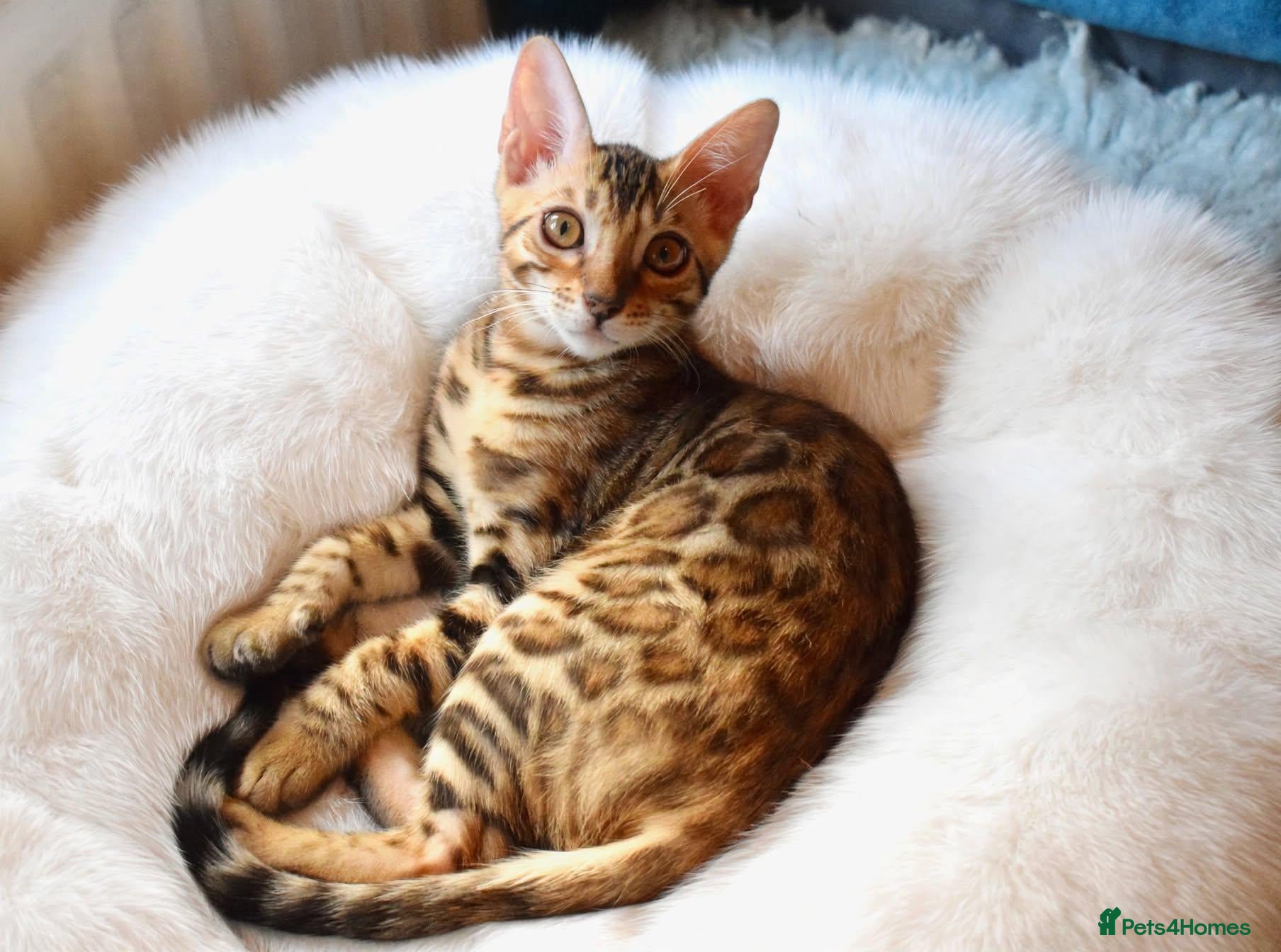 Bengal cats Beautiful Bengal kitten, one girl - Advert 3