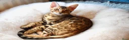 Bengal cats for sale: Beautiful Bengal kitten, one girl - Advert 1