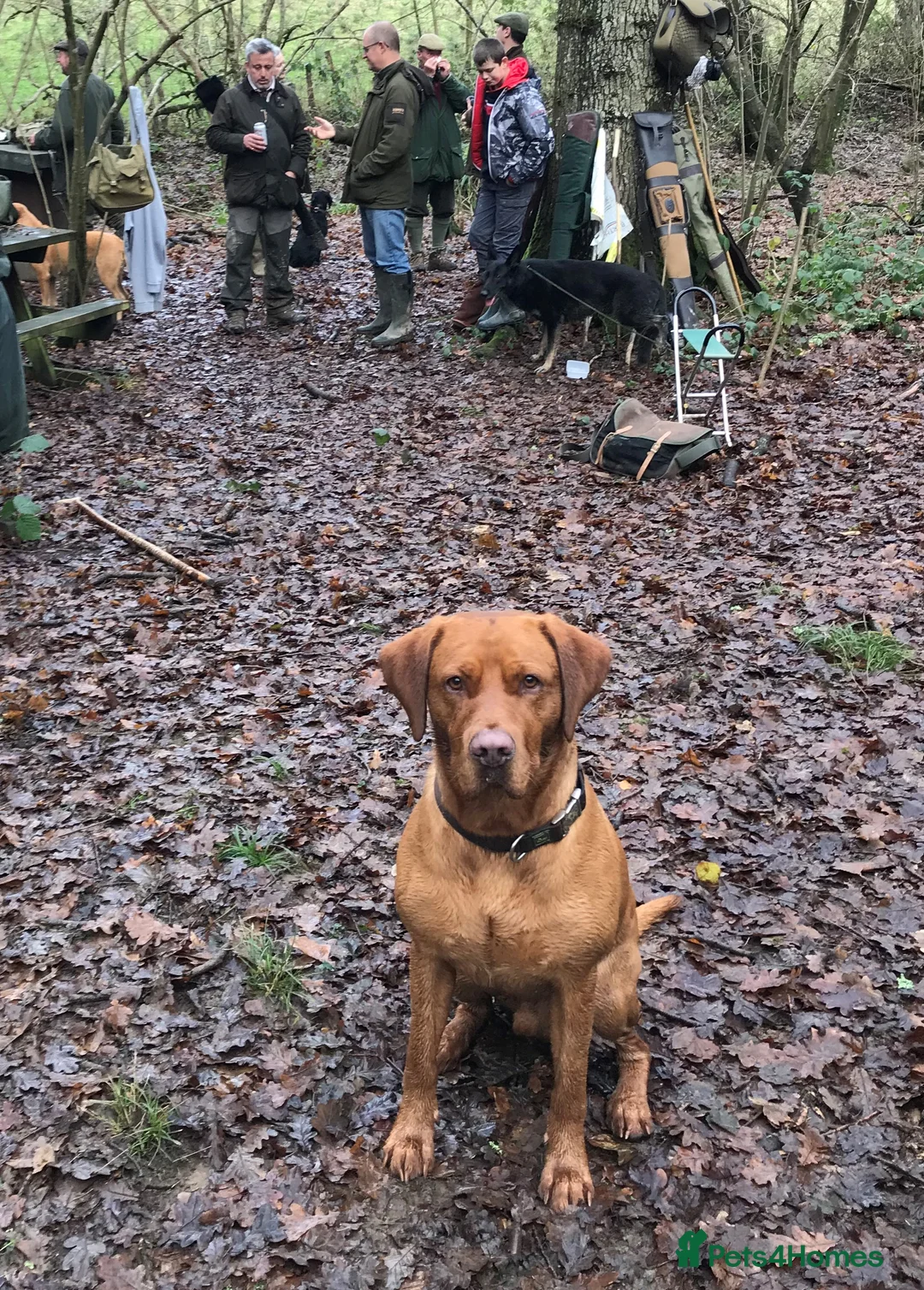 Labrador Retriever dogs for stud: Proven Fox Red Labrador for stud in Lewes - Advert 7