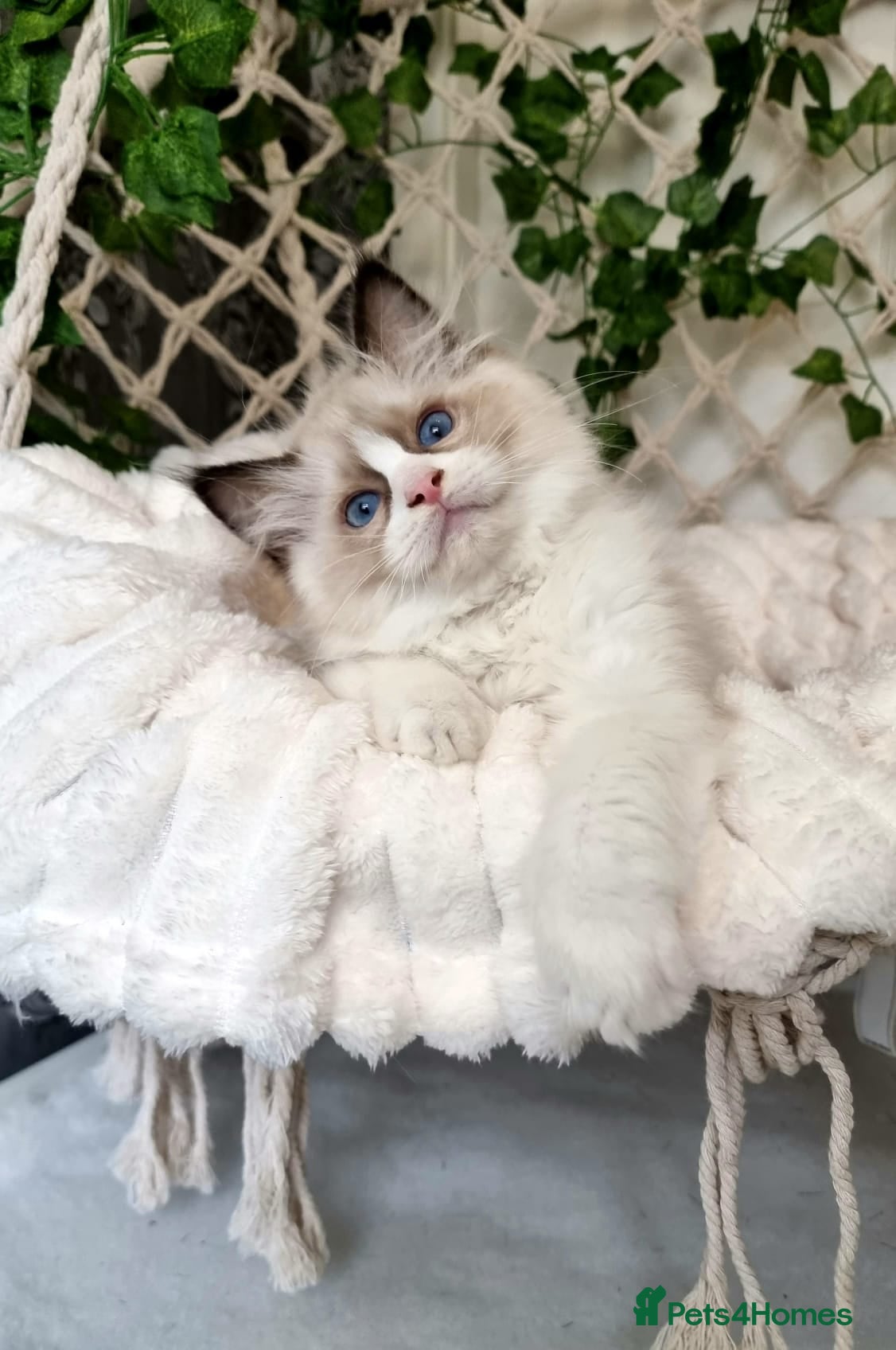 Ragdoll cats Exceptional Tica Registered Ragdoll Kittens - Advert 14