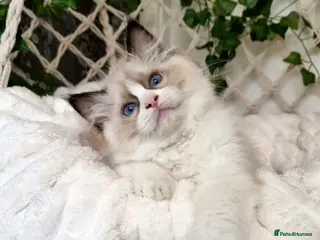 Ragdoll cats Exceptional Tica Registered Ragdoll Kittens - Advert 9