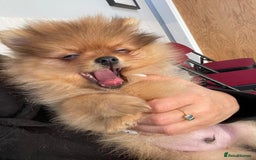 Pomeranian dogs for sale: CHAMPION KENNEL CLUB Pomeranian puppy orange black - Image 11