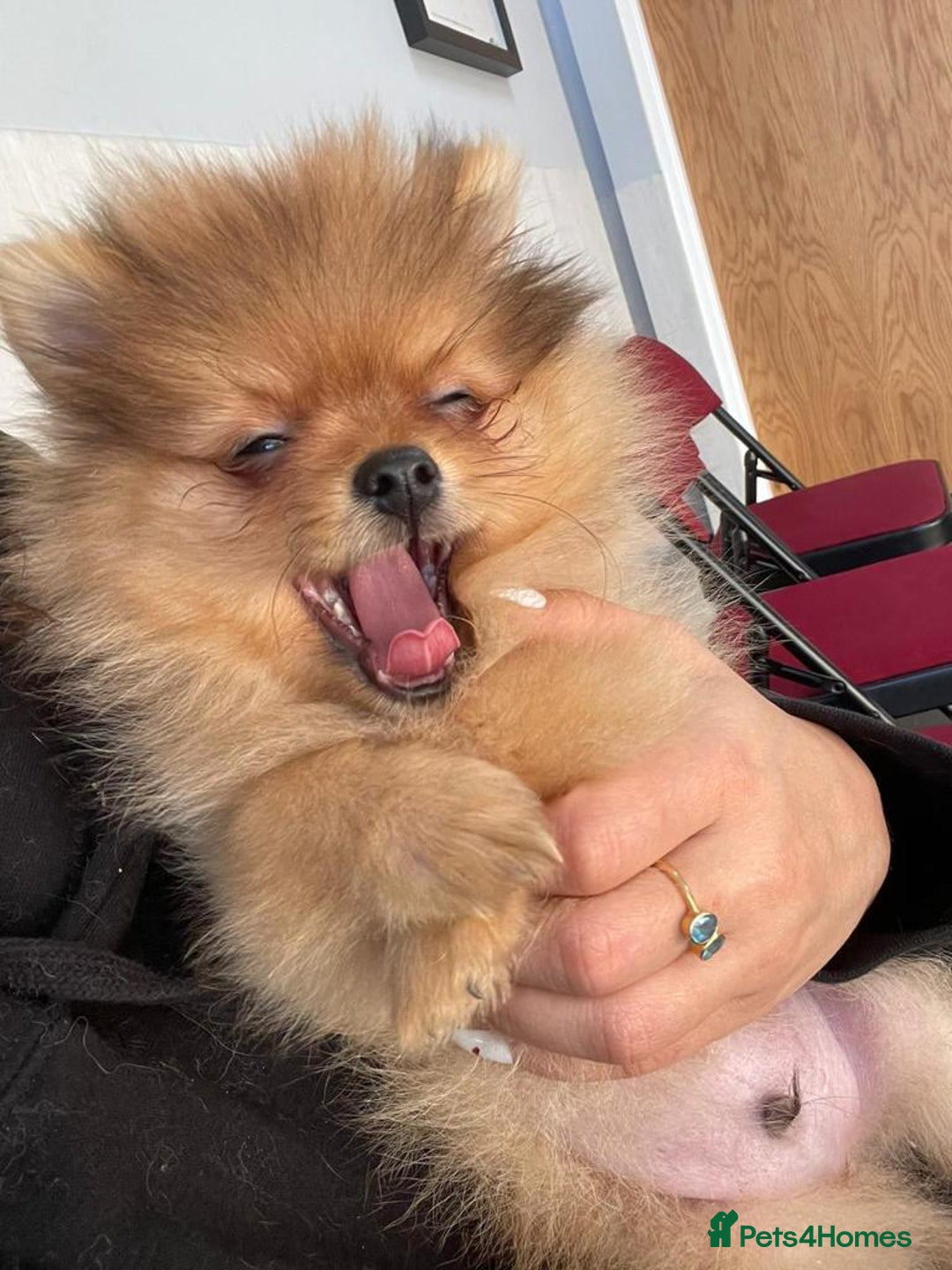 Pomeranian dogs for sale: CHAMPION KENNEL CLUB Pomeranian puppy orange black - Image 11