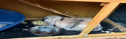 Mini Lion Lop rabbits for sale: Late summer babies  - Advert 14