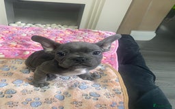 French Bulldog dogs for sale: French bulldog - Image 2