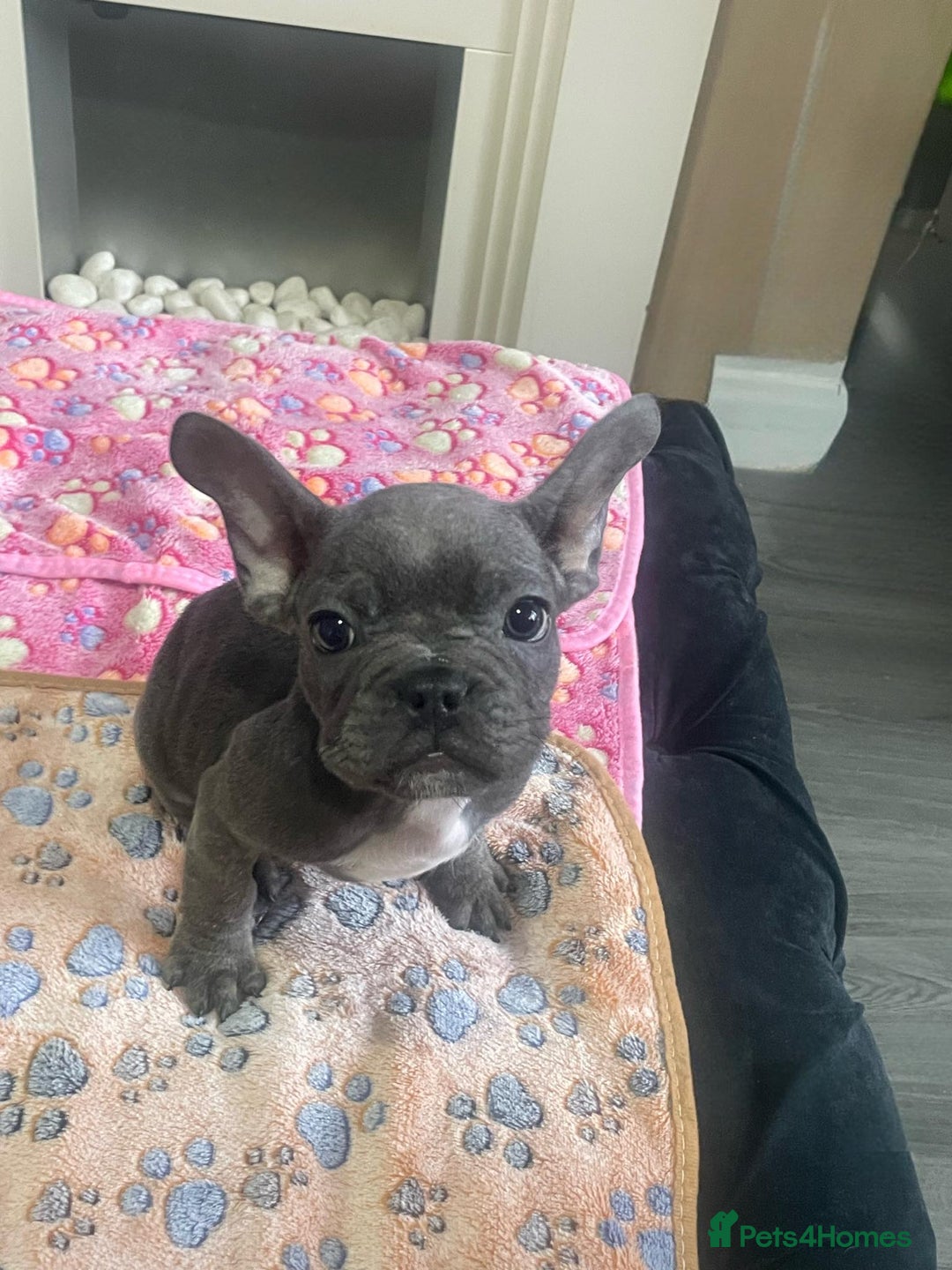 French Bulldog dogs for sale: French bulldog - Image 2