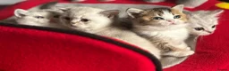 Munchkin cats for sale: Full Pedigree Munchkin Kittens - Advert 5