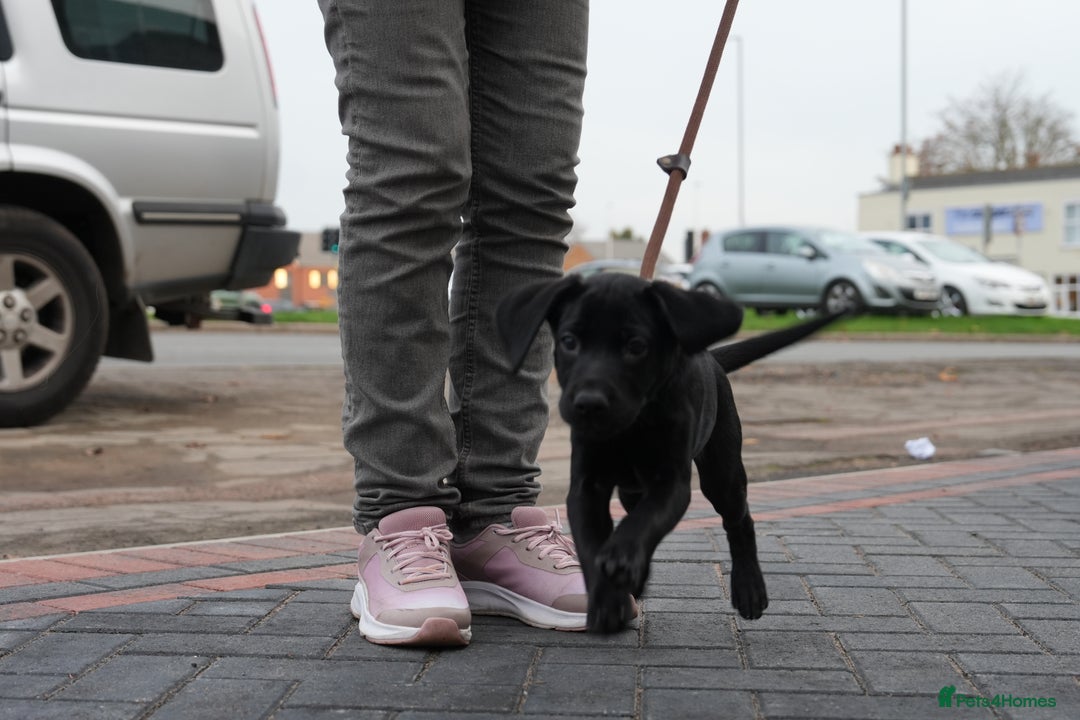 Labrador Retriever dogs for sale: Labrador puppies 2 male black KC reg - Image 17