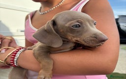 Miniature Dachshund dogs for sale: Miniature dachshund puppy’s TO LEAVE NOW in Luton - Image 33