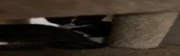 Mixed Breed cats for sale: Kittens for sale asap - Advert 10