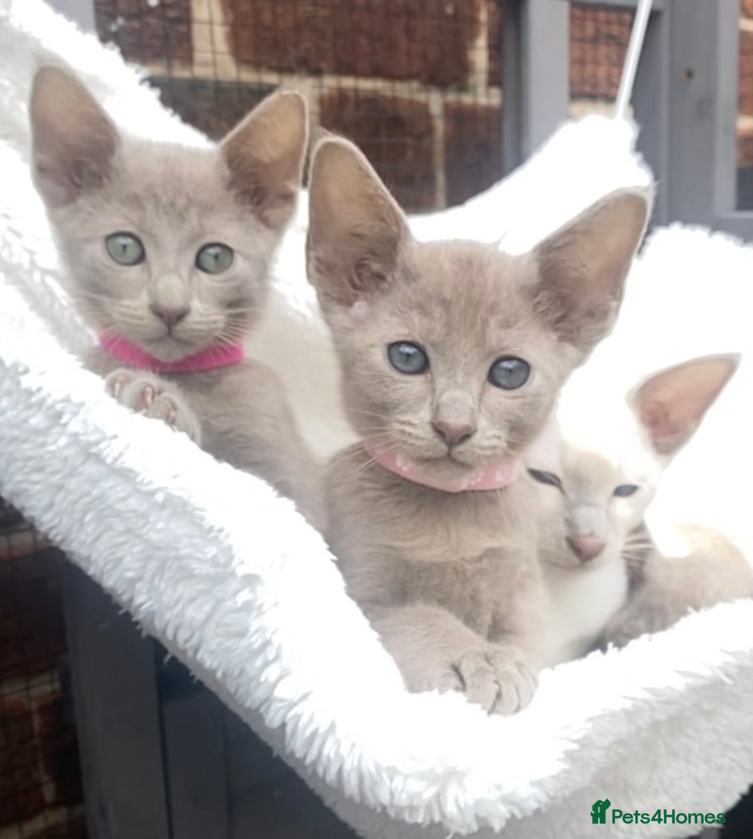 Mixed Breed cats for sale: Oriental X Siamese  - Image 21