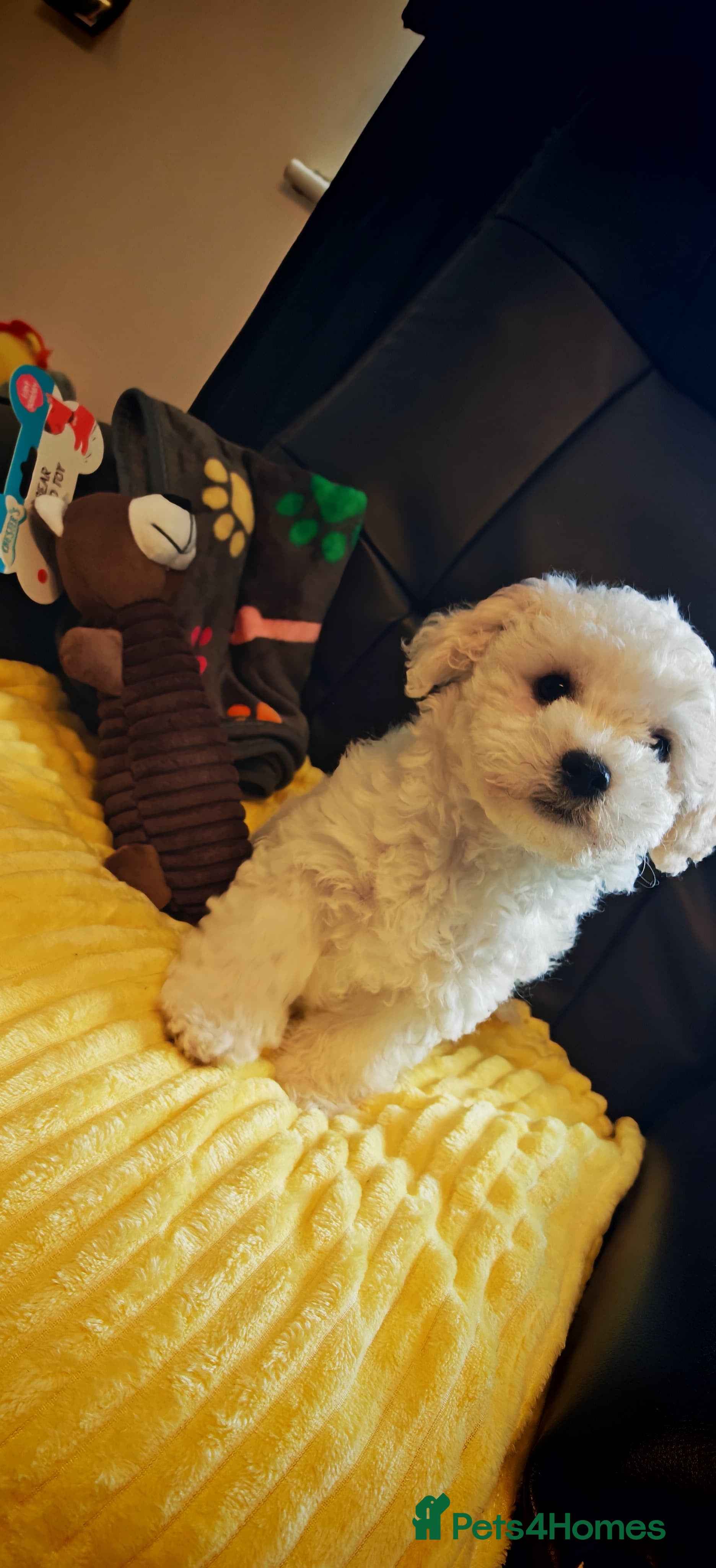 Bichon Frise dogs Bichon Frise  - Advert 2